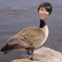 catiegoose.png