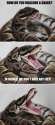 SnakeJoke.jpg