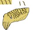 Cuttlefish.png
