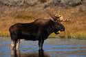 moose.jpg