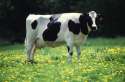 animals34.jpg