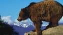 can-list-omnivorous-animals_e4b447f7393a68fe.jpg