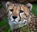 cheetahface.jpg