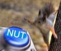 Nut button.png