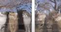1455320156946.gif