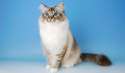 birman cat.jpg