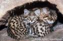 cat-Black-footed-cat-with-kitten.jpg