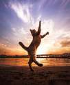 307155-R3L8T8D-650-funny-jumping-cats-91__880.jpg