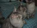 Goblin_Meggy_small.jpg