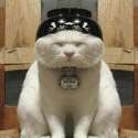 chineselinglingdingdongshingshongcat.jpg
