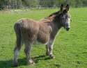 762px-Donkey_J1.jpg