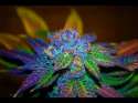 rainbowkush2.jpg