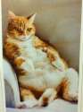 Fatty (78).png