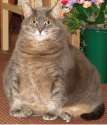 Fatty (135).png