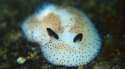 3-Outlandish-Ocean-Creatures-That-Will-Blow-Your-Mind-3.jpg