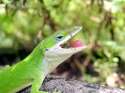green-anole-03-eating.jpg