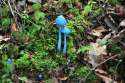 entoloma hochstetteri.jpg