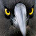 angrybird250.jpg