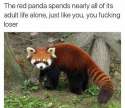 red panda.jpg