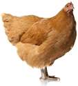 chick'em.jpg