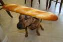 french_dog10.jpg