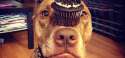 dog-3-520x245.jpg