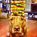 dog-18.jpg