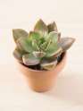 Indoor-Succulents-Succulents-and-Sunshine-500x667.jpg