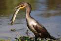 BIG NECK BIRD LOOKIN ASS EATS A LONG ASS DICK FISH.jpg