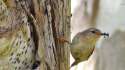 HORRYFING IMAGE OF BIRD COMMITING MASSACRE.jpg