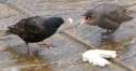 LOOK AT THESE VICIOUS PREDATORS FIGJTING OVER FOOD.jpg