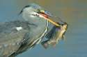 THIS BIRD USES ISIS TACTICS TO SLAUGHTER INNICENT FISH IN THE NAME OF ALLAH.jpg