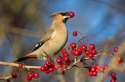 WATCH AS THIS BIRD RIPS OFF AND EATS THE OVARIES OF A PLANT.jpg