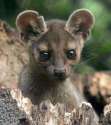 Fossa8.jpg