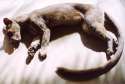 Fossa7.jpg