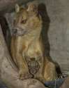 Fossa9.jpg
