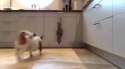 dogfu.gif