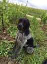 doggo@vineyard.jpg