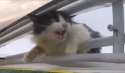 scared cat.jpg