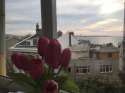 tulip-guesthouse.jpg