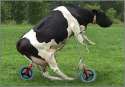 funny-cow-on-bicycle.jpg