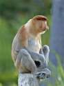 monkey.png
