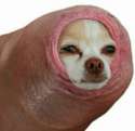 dog.jpg