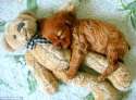 5.16.15-Cutest-Sleeping-Puppies5.jpg