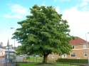 Dalry_Sycamore_tree%2C_Ayrshire.jpg