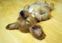 cutest-puppies-8.jpg