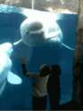 dolphin-fucks-with-children-zbotwb8v3.gif