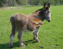 Donkey_J1.jpg