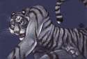m15250_WhiteTiger.jpg