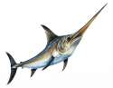 Swordfish.jpg